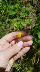 Erysimum cheiranthoides