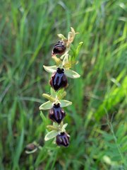 Ophrys sphegodes passionis
