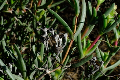 Ruschia diversifolia