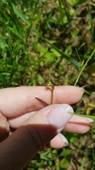Erysimum cheiranthoides