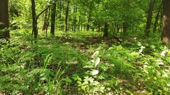 Poa nemoralis