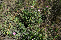 Ruschia diversifolia