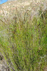 Restio gaudichaudianus