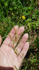 Erysimum cheiranthoides