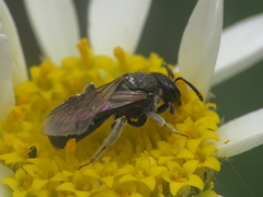 Lasioglossum interruptum