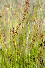 Restio gaudichaudianus