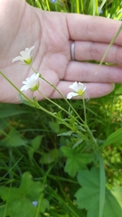 Cerastium arvense