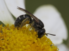 Lasioglossum interruptum
