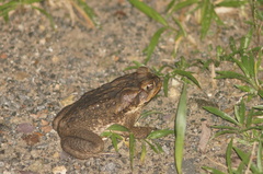 Rhinella marina