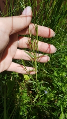 Cerastium arvense