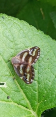 Ricania simulans