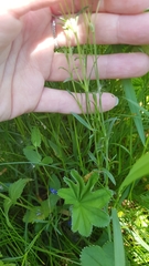 Cerastium arvense