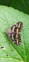 Ricania simulans