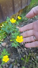 Ranunculus repens