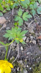 Ranunculus repens