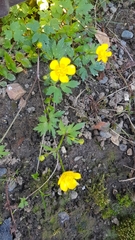 Ranunculus repens