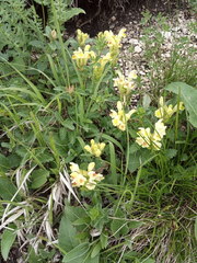 Scutellaria caucasica