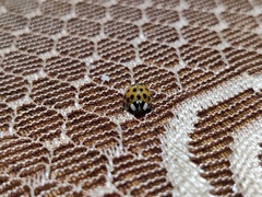 Harmonia axyridis