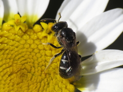 Lasioglossum interruptum