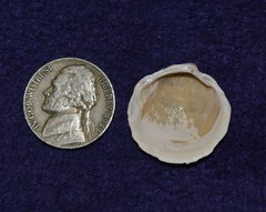 Phacoides pectinatus