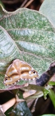 Ricania simulans