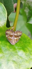 Ricania simulans