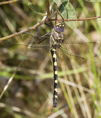 Macromia magnifica