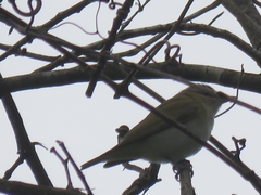 Vireo olivaceus