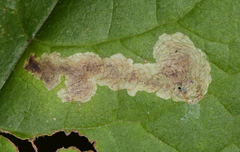Liriomyza taraxaci