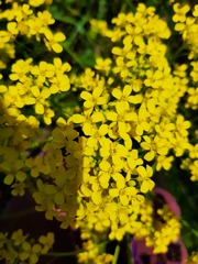 Bunias orientalis