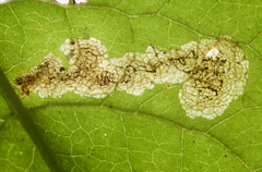 Liriomyza taraxaci