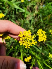 Bunias orientalis