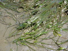 Dwarf Eelgrass (Zostera noltii)