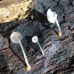 Mycena carmeliana