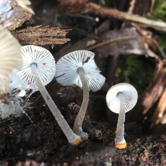 Mycena carmeliana