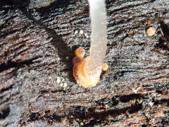 Mycena carmeliana