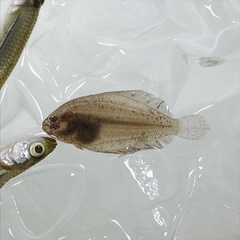 Citharichthys spilopterus