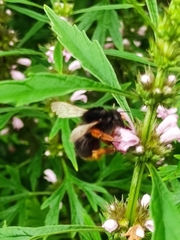 Bombus flavescens