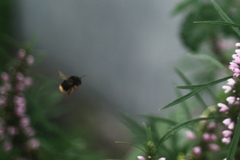 Bombus flavescens
