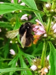 Bombus flavescens