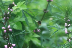 Bombus flavescens