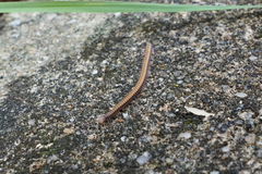 Cambalopsidae