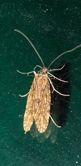 Trichoptera