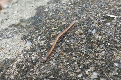Cambalopsidae