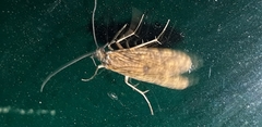 Trichoptera