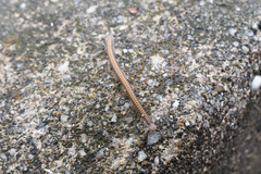 Cambalopsidae