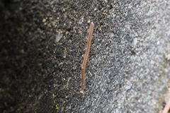 Cambalopsidae