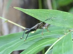 Notobitus