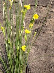 Bobartia orientalis