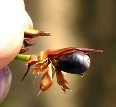 Willdenowia glomerata